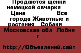 Продаются щенки немецкой овчарки!!! › Цена ­ 6000-8000 - Все города Животные и растения » Собаки   . Московская обл.,Лобня г.